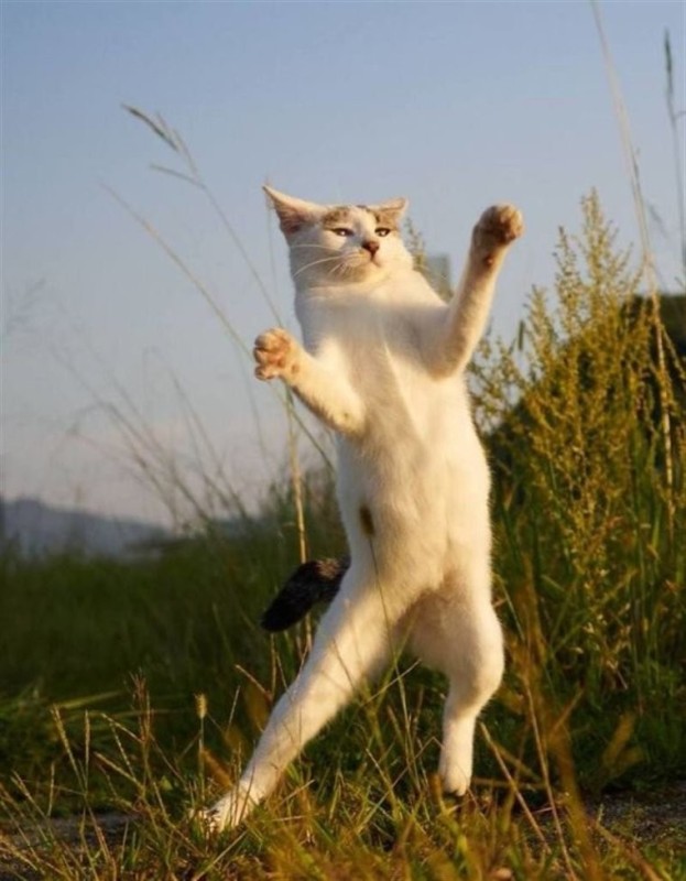 Create meme: funny cats , cat funny , cat karate