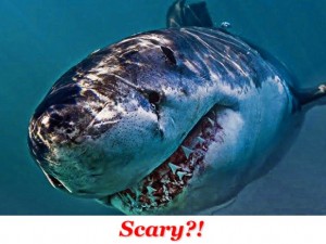 Create meme: shark, the basking shark, shark carcharodon