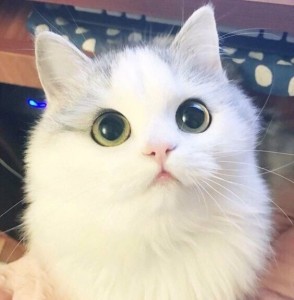 Создать мем: котики, белая кошка с зелеными глазами, кот милый
