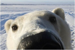 Создать мем: медведь, bear face, polar bear