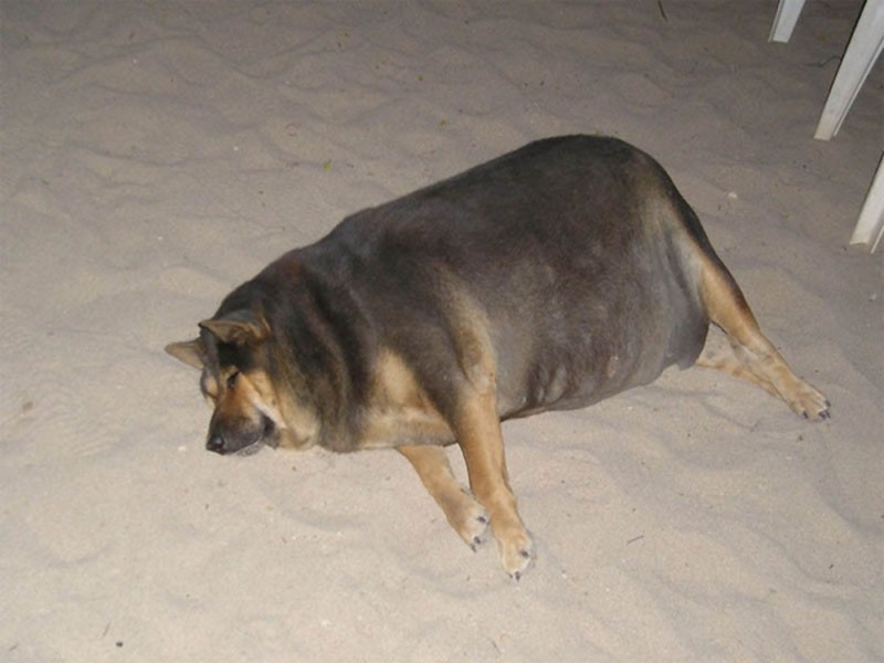 Создать мем: самая жирная собака, жирная такса, собаки толстые