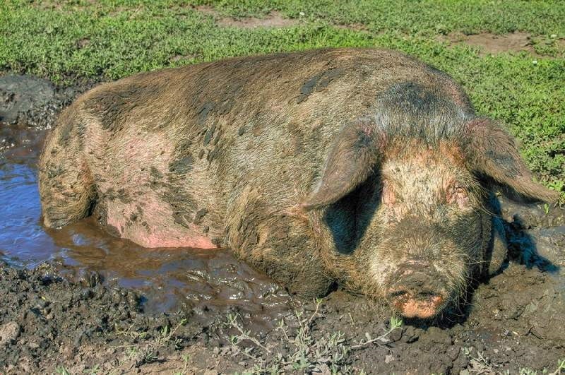 Create meme: swine fever, dirty pig, pig in a puddle