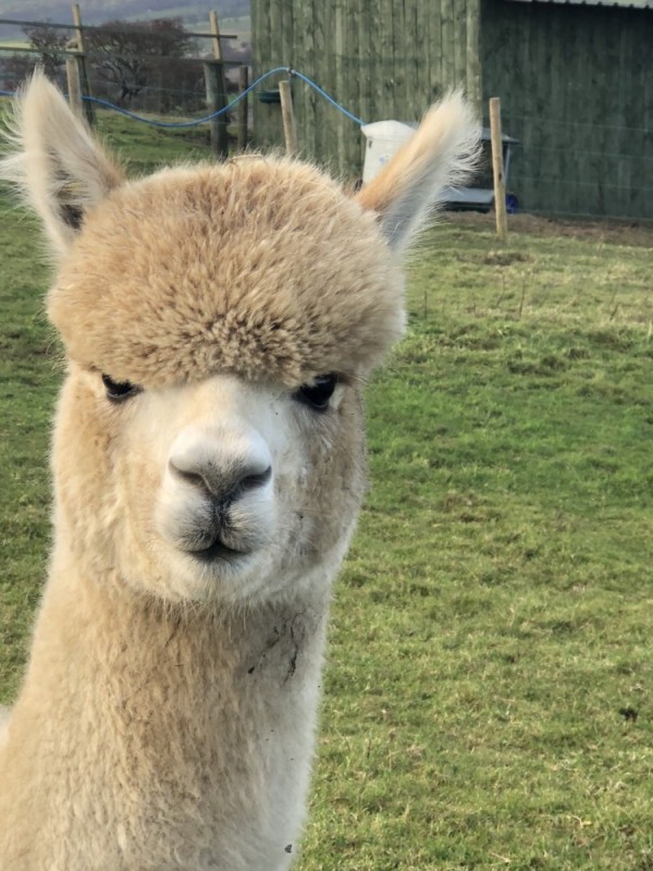 Create meme: robert's alpacas, Alpaca animal, alpaca llama