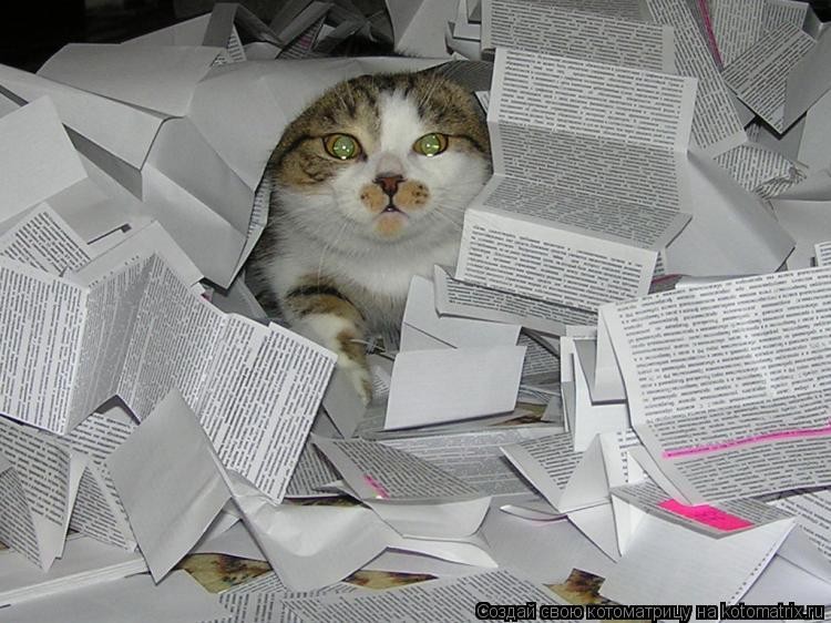 Конец года отчеты. Кот заваленный бумагами. Кота завалило. Когда на работе завал приколы. Завал работы котик.