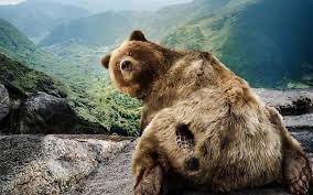 Create meme: grizzly bear , bear bear, Kodiak bear