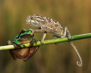 Create meme: carnivorous frog, picture of two toads, lizard frog pictures