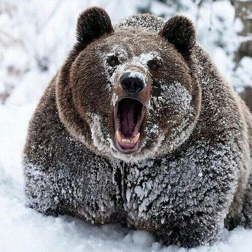 Create meme: bear bear, bear in winter, brown bear in winter