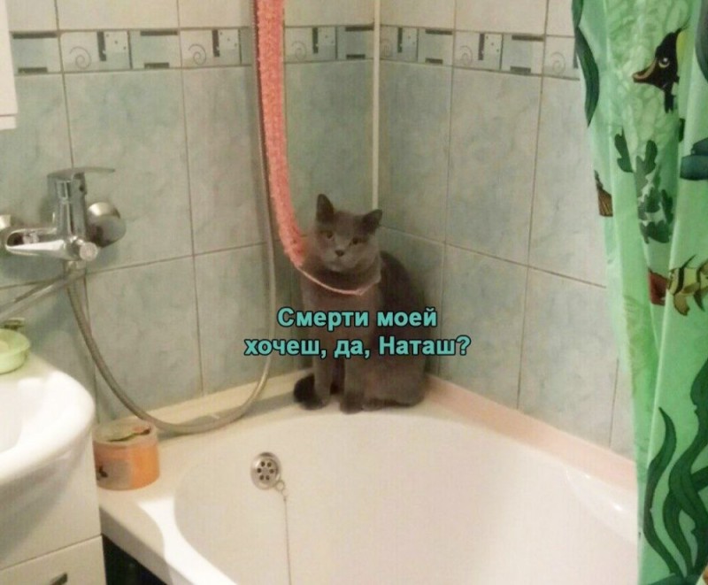 Создать мем: кот юмор, мемы с котами, котики