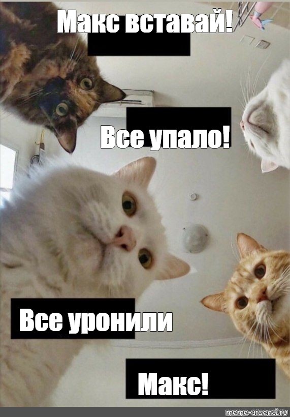 Meme max. Макс вставай. Макс вставай коты. Новый Мем с котом. Мемы с котами мы все уронили.