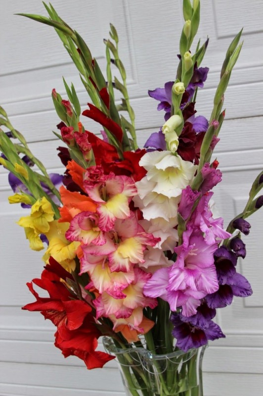 Create meme: gladiolus regensi, gladiolus flower, a bouquet of flowers gladiolus