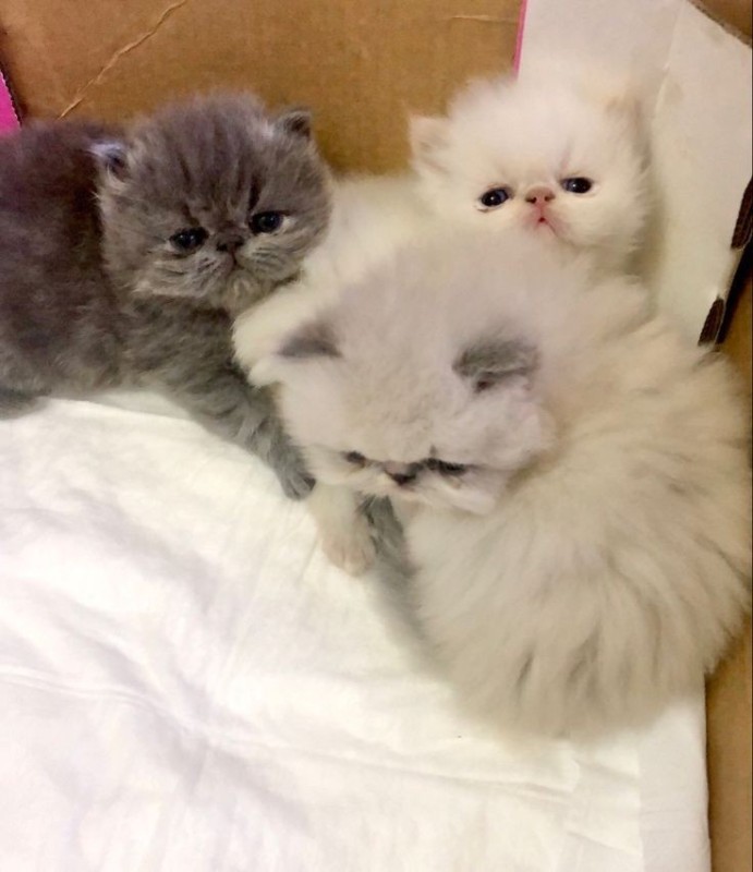 Create meme: Persian cat , Persian kittens , kittens Persians