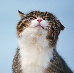 Create meme: smiling cat, happy cat, happy cat