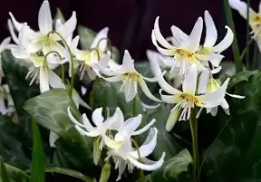 Create meme: the kandyk of California, erythronium white beauty, kandyk