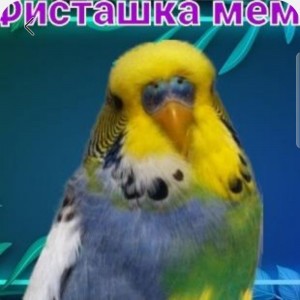 Create meme: wavy parrot Czech, wavy parrot