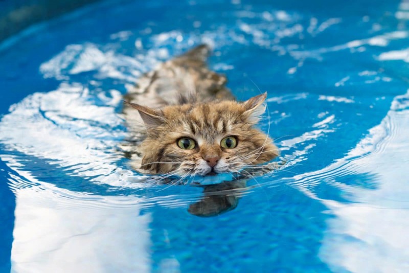 Create meme: floating cat, a cat in the pool, a cat in the water