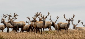 Create meme: red deer, deer, a herd of deer