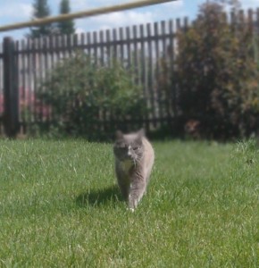 Create meme: outdoor cat, seals, grey cat