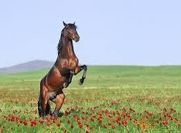 Create meme: horses, Andalusian bay horse, The horse is a bay mustang