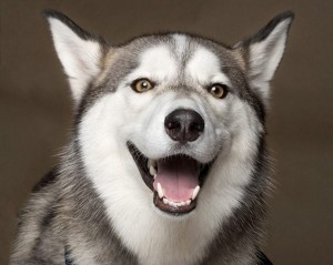 Create meme: husky dog smile, husky, Siberian husky