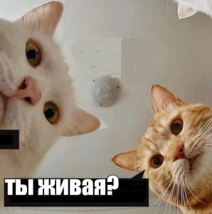 Create meme: cat, meme cat, memes with cats