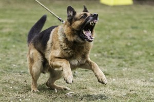 Create meme: German shepherd training, shepherd, aggressive shepherd dog