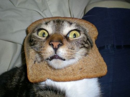 Create meme: cat in bread, cat faces in bread, cat 