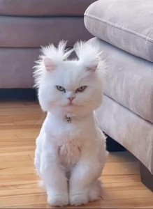 Create meme: angry cute cat, cat, unhappy cat
