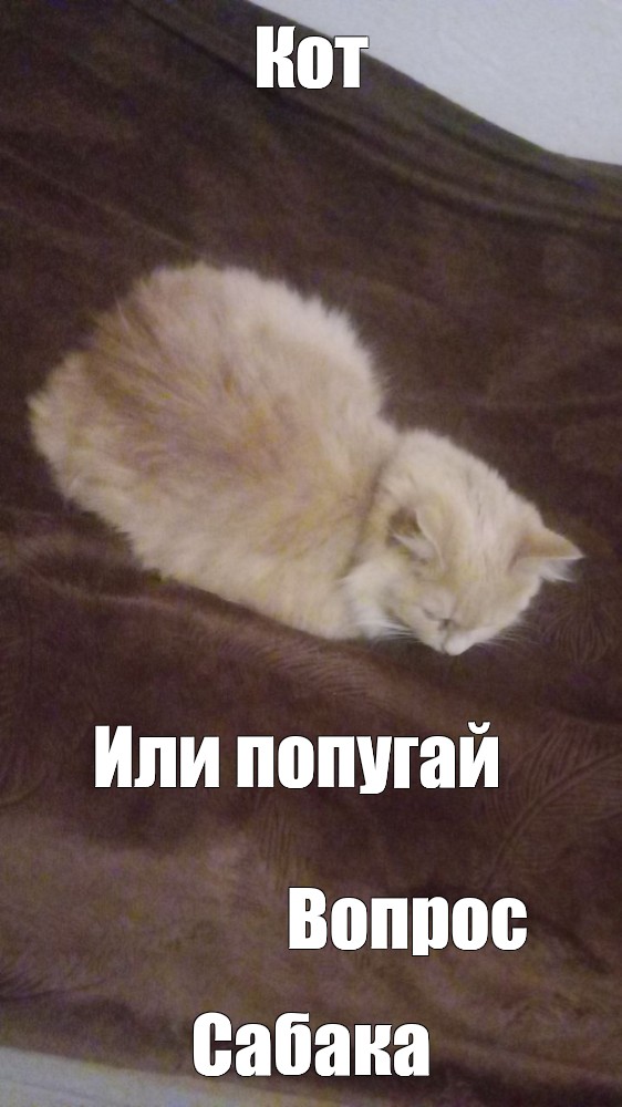 Создать мем "мемы с котиками, cat meme, кошачьи мемы" - Картинки - Meme-arsenal.