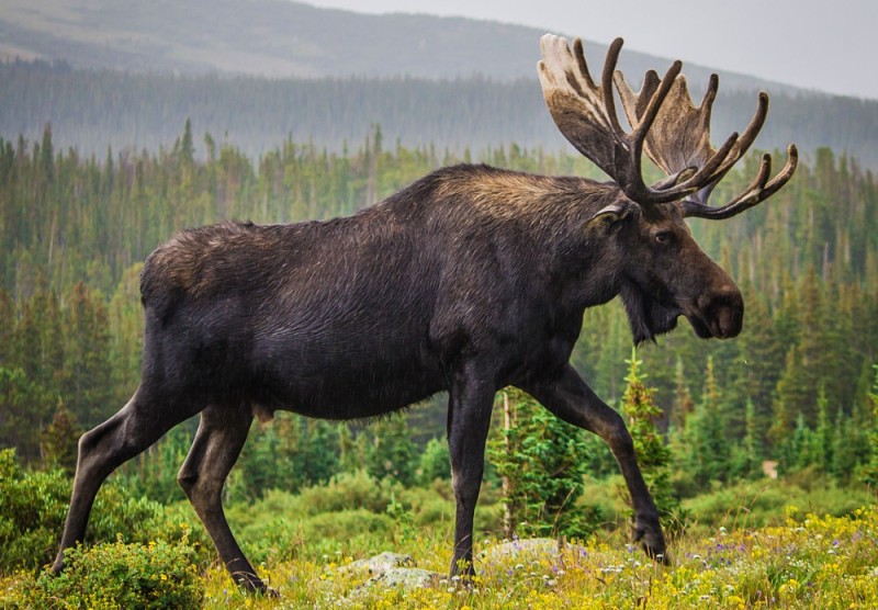 Create meme: alaskan moose, moose, wild elk