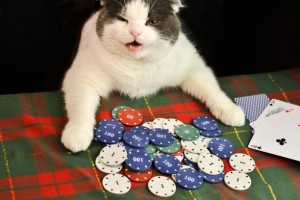 Создать мем: poker, cat play, домашнее животное