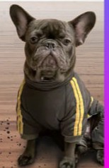 Create meme: pug French bulldog , french bulldog , French bulldog dog