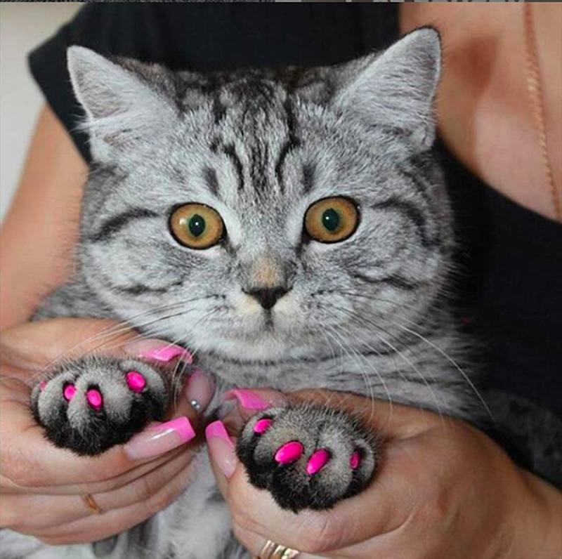 Create meme: claws of the cat , cat , anti-scratches