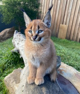 Create meme: Caracal