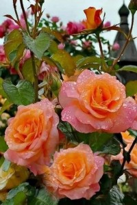 Create meme: rose cultivar 'taifun' hybrid Chino, varietal rose lady Emma Hamilton, floribunda