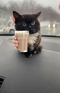 Создать мем: смешной черный кот, чмоня кот в машине, чмоня котик