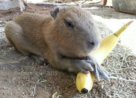 Create meme: the capybara , homemade capybara, rodent capybara