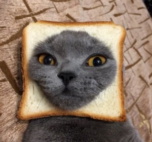 Создать мем: кот в куске хлеба, кот бутерброд, кот хлебушек ме