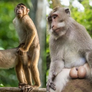 Create meme: monkey, macaques, macaque monkey