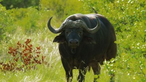 Create meme: Buffalo