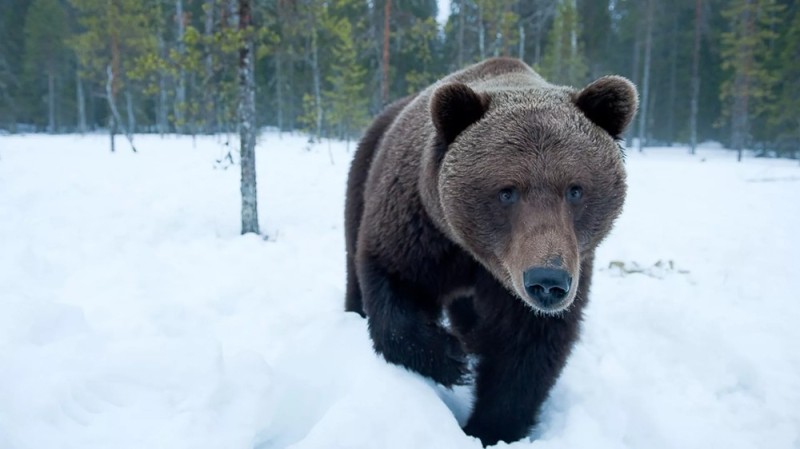 Создать мем: лес медведь, медведь медведь, медведь зимой