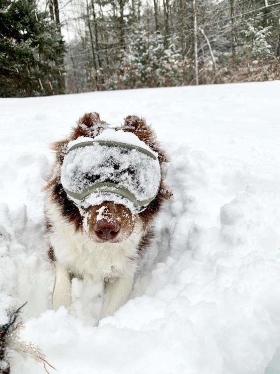 Create meme: dog in winter, animals cute, morning winter