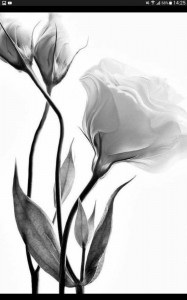 Создать мем: цветы, черно белые картины цветы тюльпаны, Цветы