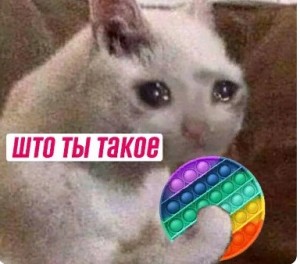 Create meme: cats, cat, crying cat meme