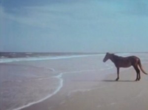 Create meme: meme with a horse by the sea, horse by the sea, a horse on the seashore