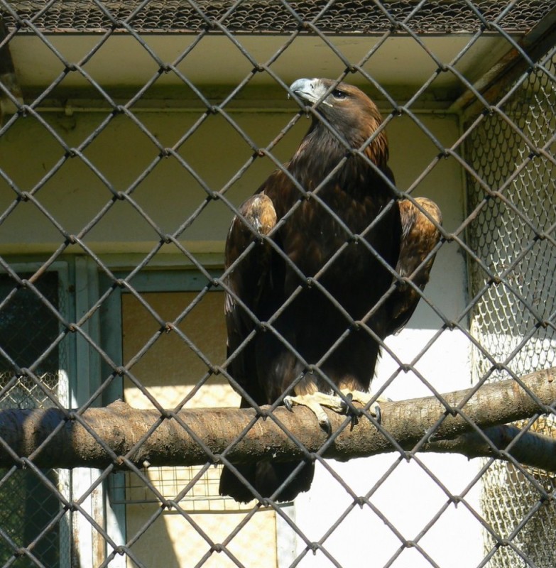 Create meme: eagle in a cage, Zambezia Kazan Zoo, birds of prey 