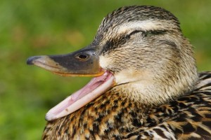 Create meme: bird Mallard, duck bird, duck