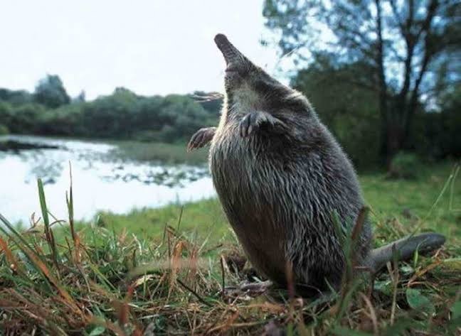 Create meme: muskrat , Russian desman , muskrat bird