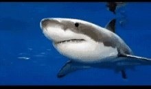 Create meme: great white shark , white shark, shark pon