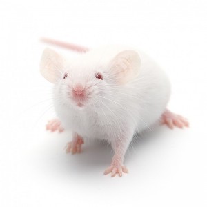 Create meme: souris, white rat, pet shop Pets mouse