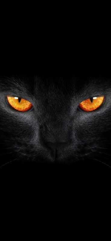 Создать мем: кошка, группа черная кошка, глаза кошки